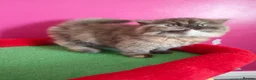 British Longhair cats for sale: British Longhair Chocolate tortie ready to leave  - Advert 7