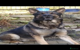German Shepherd dogs for stud: Stud Dog  - Image 3
