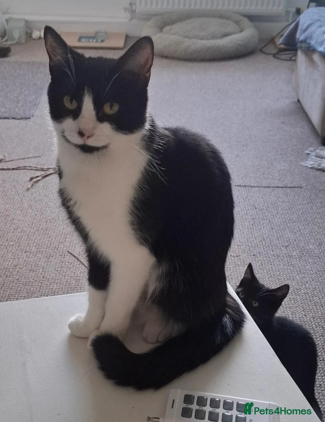 Mixed Breed cats for sale: Two little kittens looking for a home. - Advert 1