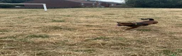 Mixed Breed dogs for sale: Alfie- Mixed breed in Bishop Auckland - Advert 2