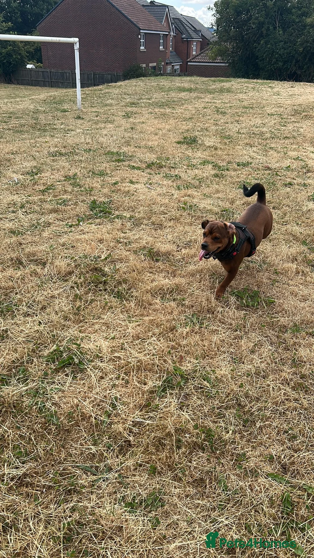 Mixed Breed dogs for sale: Alfie- Mixed breed in Bishop Auckland - Advert 2