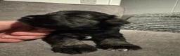 Miniature Schnauzer dogs for sale: Pedigree Miniature Schnauzers - Advert 3
