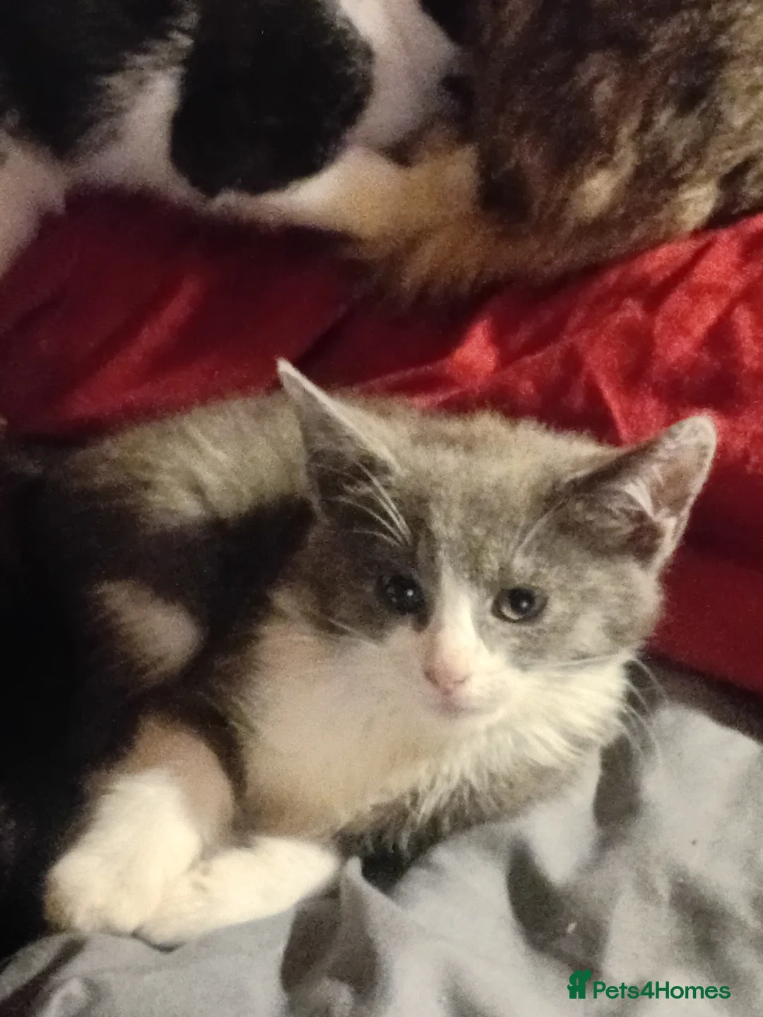 Domestic Shorthair cats for sale: Mixture of cats and kittens - Advert 5