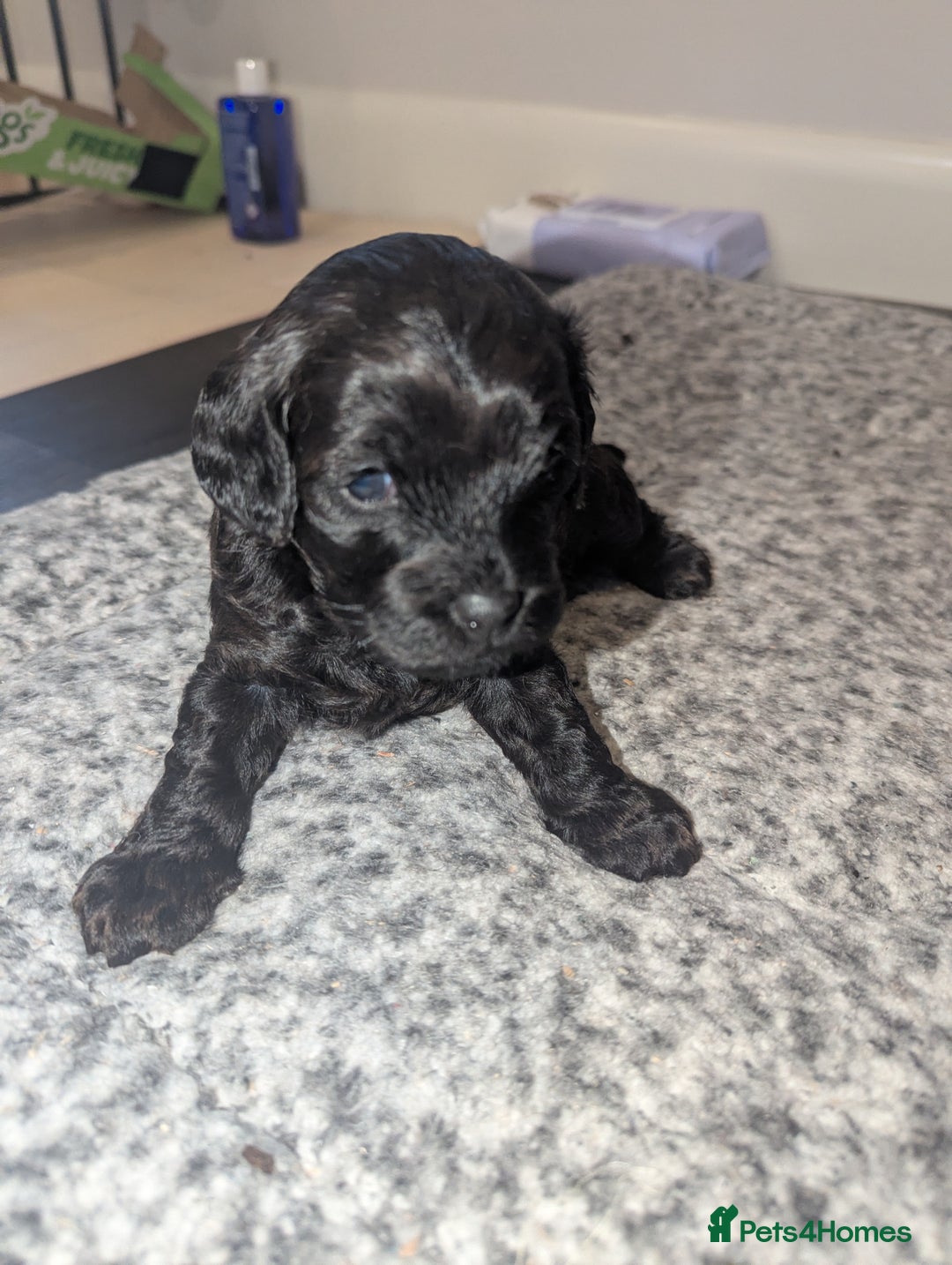 Cavapoo dogs for sale: Cavapoo  - Advert 1