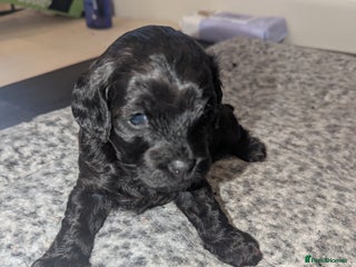 Cavapoo dogs Cavapoo - Advert 2