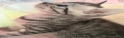 Domestic Shorthair cats for sale: Mixed breed kittens ready now  - Advert 9