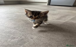 Mixed Breed cats for sale: Kittens looking for their new home  - Image 8