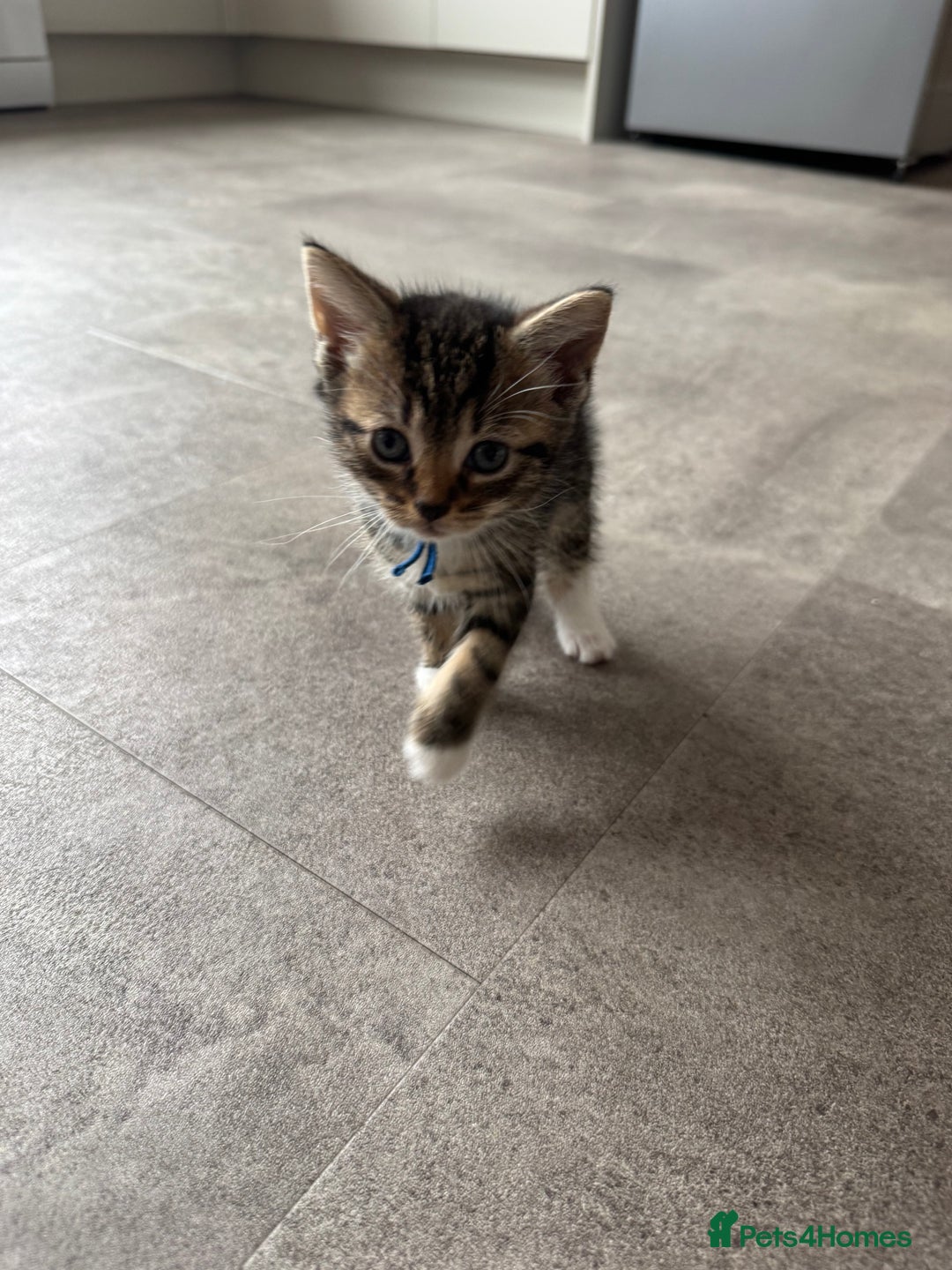 Mixed Breed cats for sale: Kittens looking for their new home  - Image 8