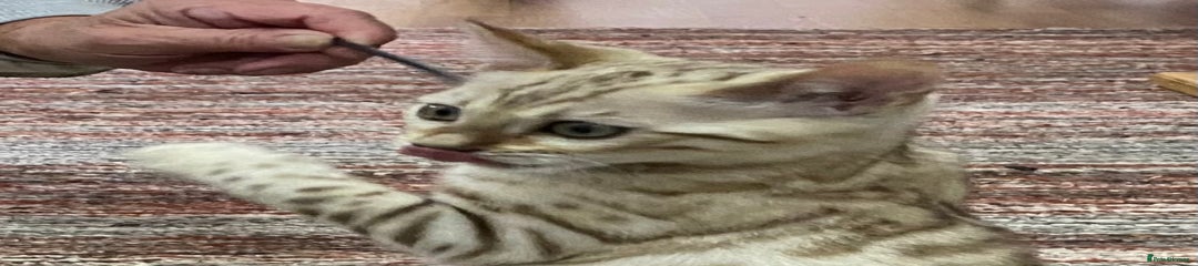 Snow rosetted Bengal kitten