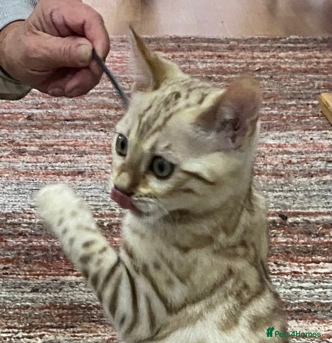 Bengal cats for sale: Bengal kittens - Image 26