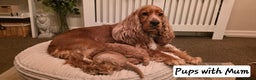 Cockapoo dogs for sale: Gorgous F1 Cockerpoo's Puppies - Advert 4