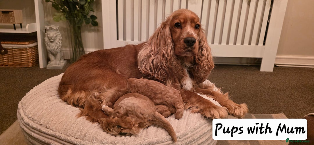 Cockapoo dogs for sale: Gorgous F1 Cockerpoo's Puppies - Advert 4