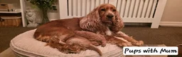 Cockapoo dogs for sale: RESERVED Gorgous F1 Cockerpoo's Puppies - Advert 4
