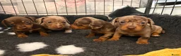 Miniature Dachshund dogs for sale: Tiny mini dachshund  - Advert 2