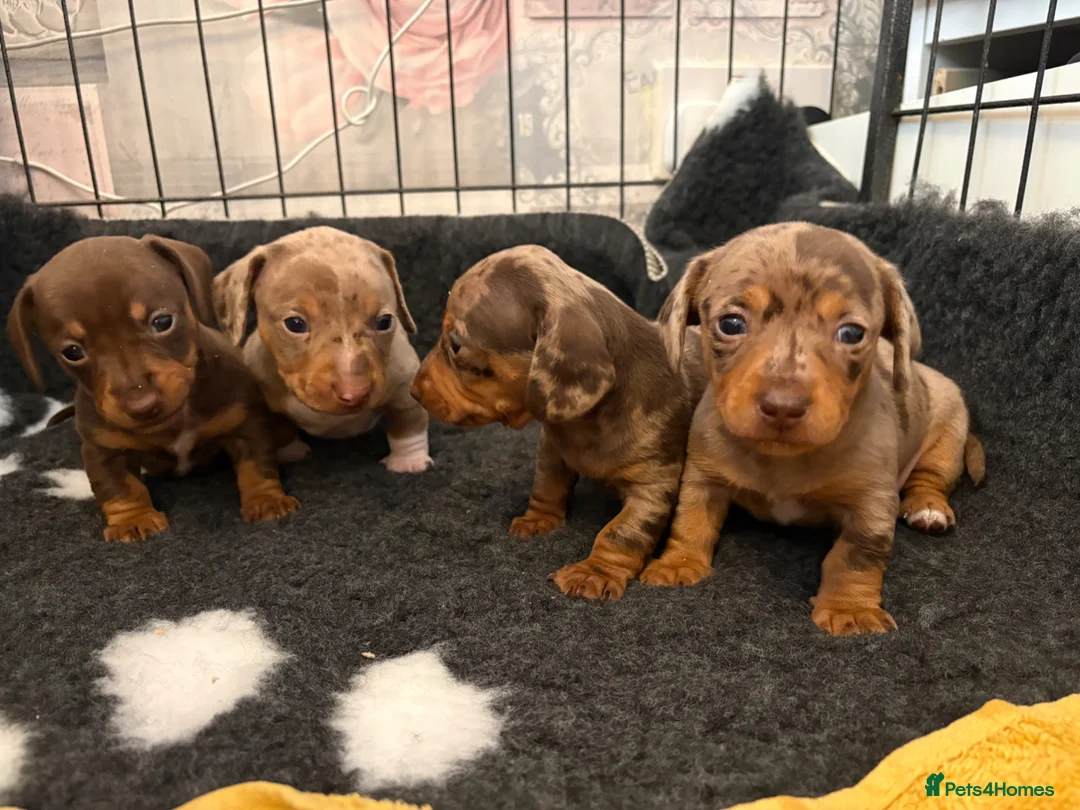 Miniature Dachshund dogs for sale: Tiny mini dachshund  - Advert 2