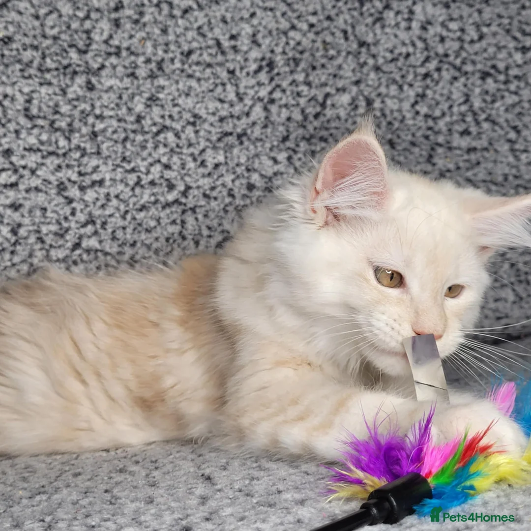 Maine Coon cats for sale: GCCF Registered Maine Coon Boys.  in Wednesbury - Advert 5