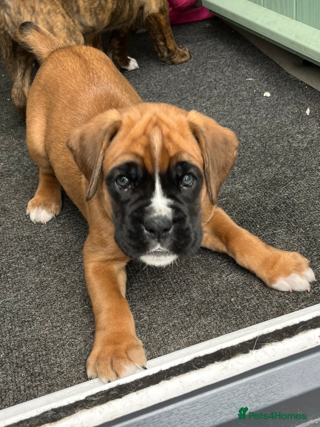 Boxer dogs for sale: READY TO GO - Chunky KC registered Boxer pups - Image 5