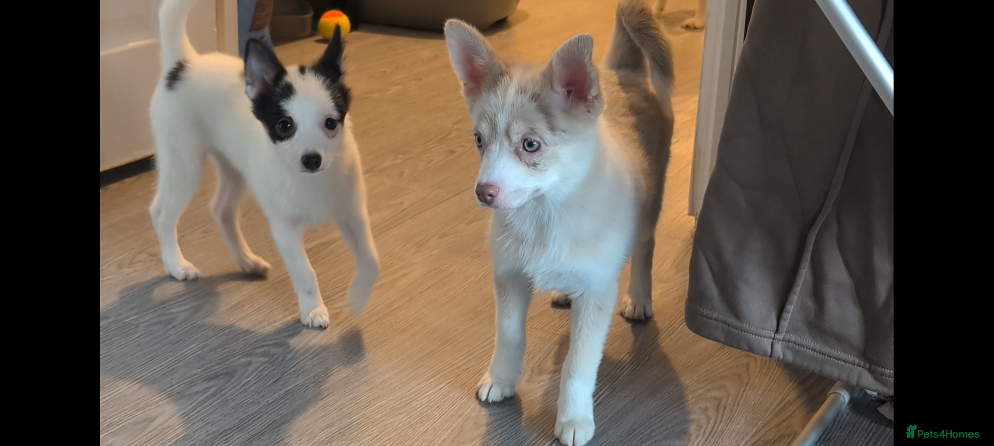 Pomsky dogs Stunning F3 Pomsky Puppies! - Advert 1