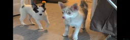 Pomsky dogs for sale: Stunning F3 Pomsky Puppies! - Advert 1