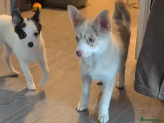 Pomsky dogs Stunning F3 Pomsky Puppies! - Advert 1