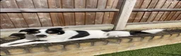 Mixed Breed dogs for adoption: Meet Loki, currently residing in Middlesbrough  in Middlesbrough - Advert 8