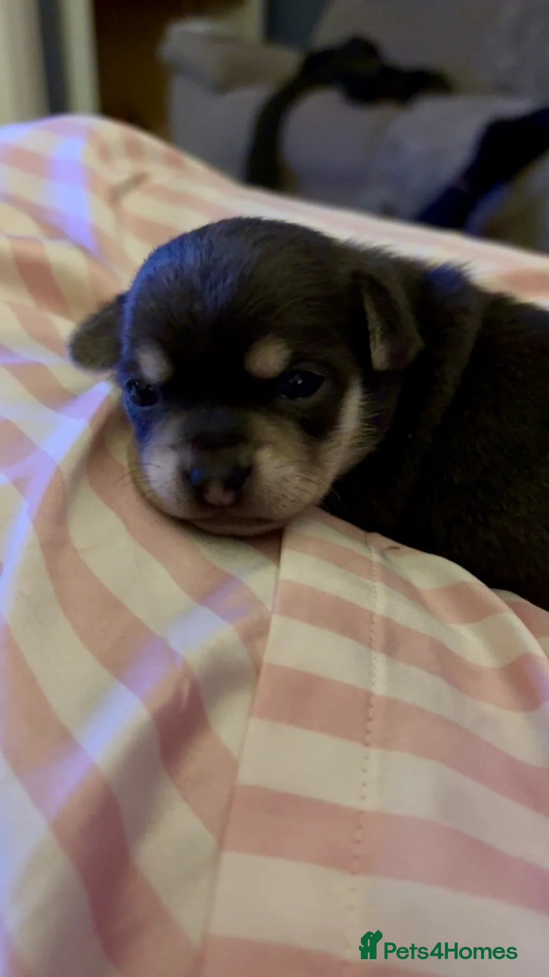 Chihuahua dogs for sale: Female chihuahua ready 08.03.26 - Advert 8