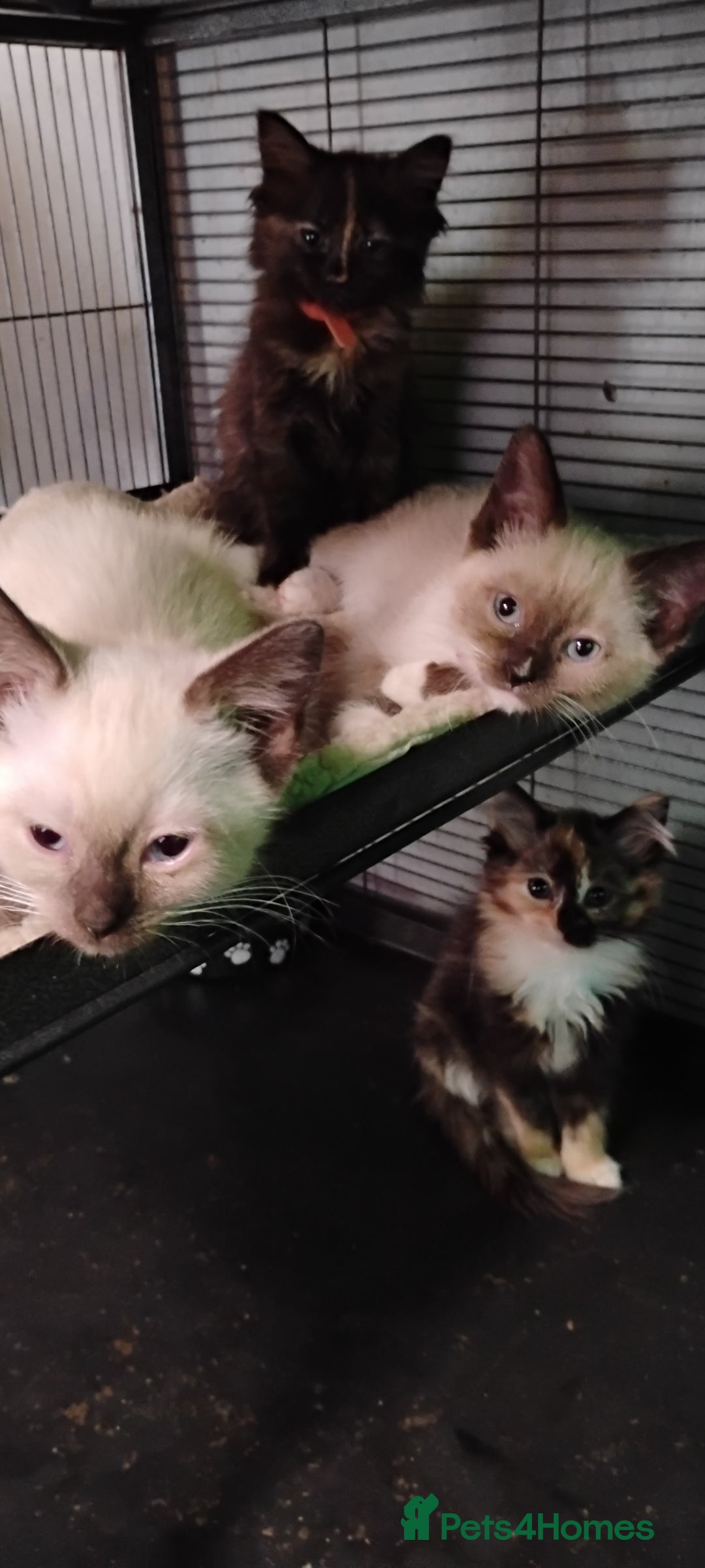 Ragdoll cats for sale: 3/4 ragdoll kittens - Image 10