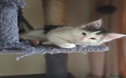 Maine Coon cats for sale: Variety of Maine coon kittens - Image 26