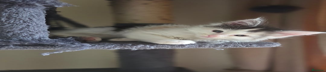 Calico 3