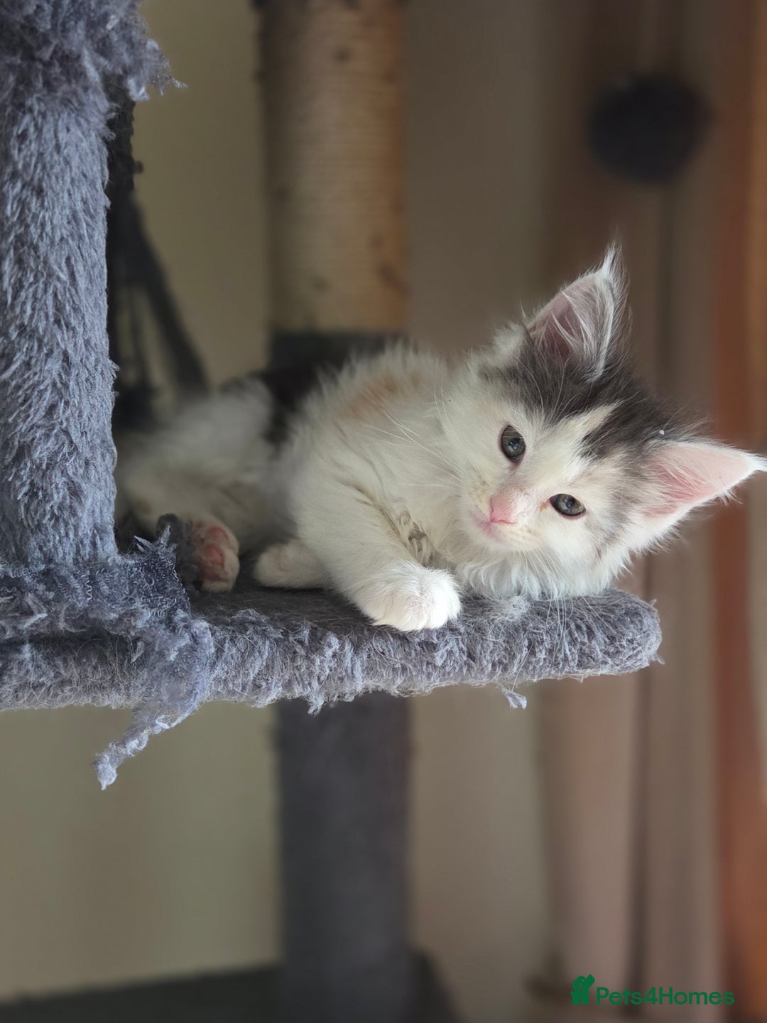 Maine Coon cats for sale: Variety of Maine coon kittens - Image 26