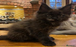 Maine Coon cats for sale: Beautiful Maine Coon Kitten - Champion Lines - Image 26