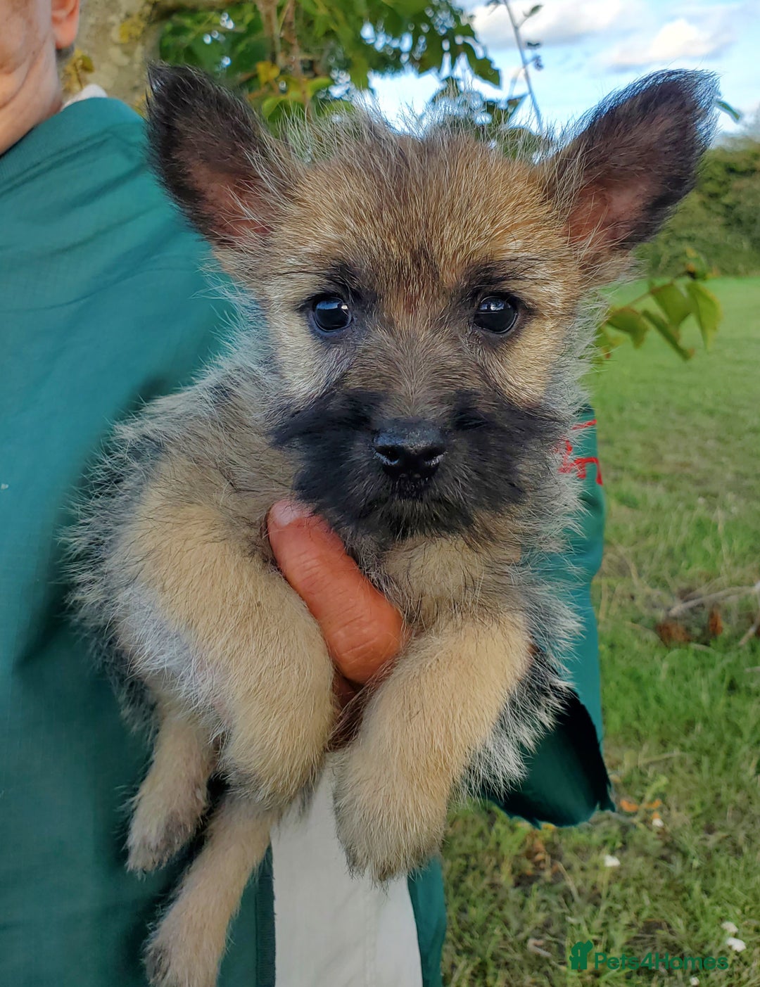 Cairn Terrier dogs for sale: Beautiful litter of Pedigree Cairn Terrier’s  - Image 10