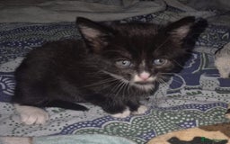 British Shorthair cats for adoption: OUR KITTENS HAVE HAD NO OFFERS 💔 - Image 3