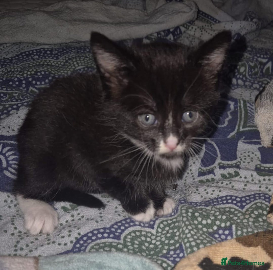British Shorthair cats for adoption: OUR KITTENS HAVE HAD NO OFFERS 💔 - Image 3