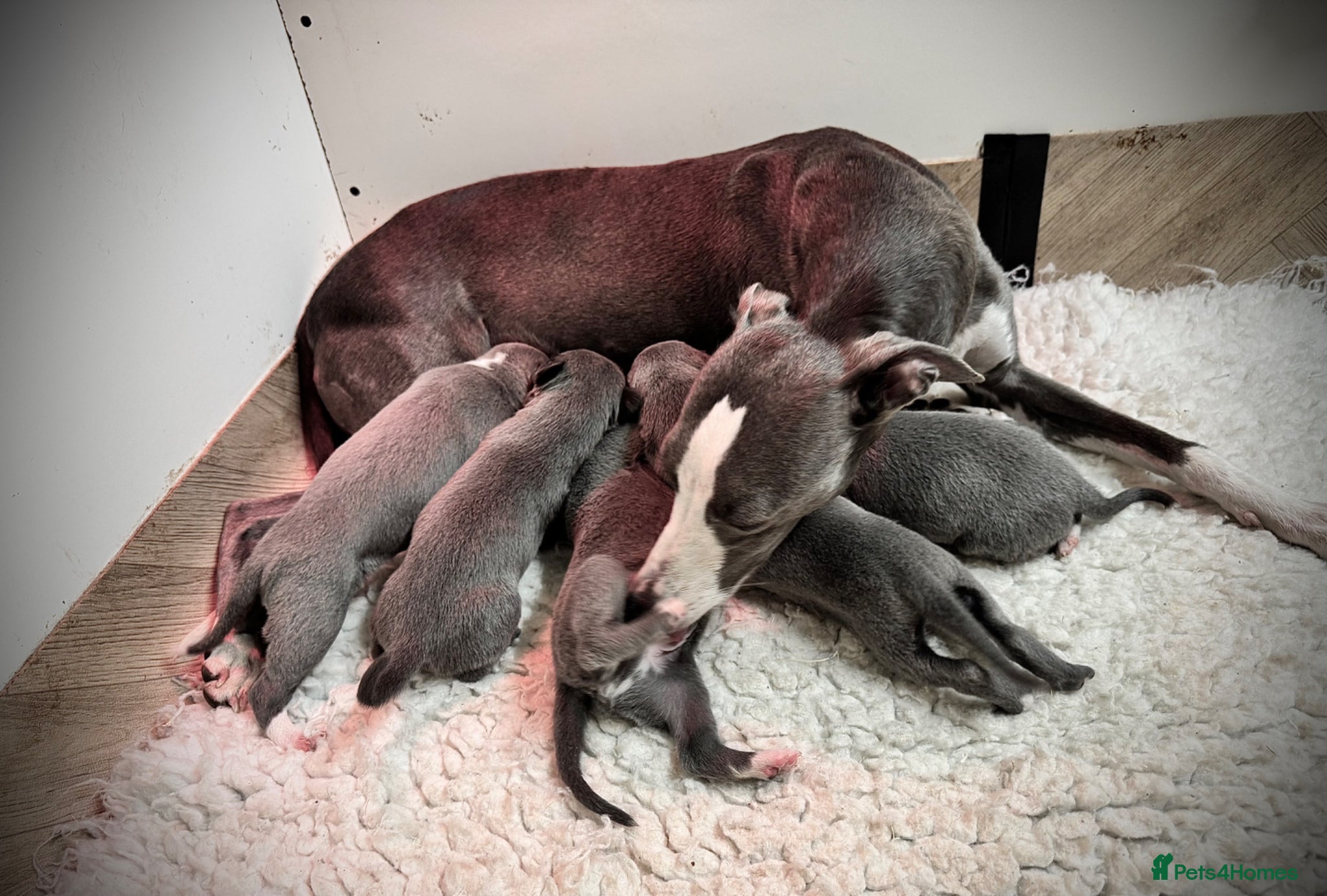 Whippet dogs Exceptional Quality KC Whippet Puppies - Advert 1