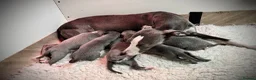 Whippet dogs for sale: *Reserved* Exceptional Quality KC Whippet Puppies - Advert 1