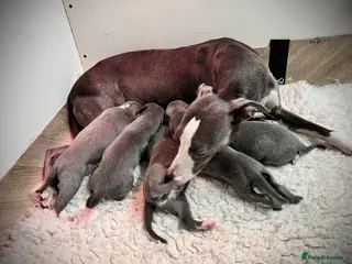 Whippet dogs for sale: *Reserved* Exceptional Quality KC Whippet Puppies - Advert 1