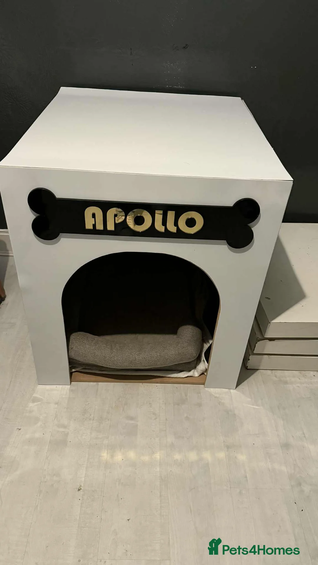 Beagle dogs for sale: Rehoming my beagle  - Advert 2