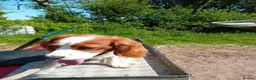 Mixed Breed dogs for sale: King charles spaniel  - Advert 5