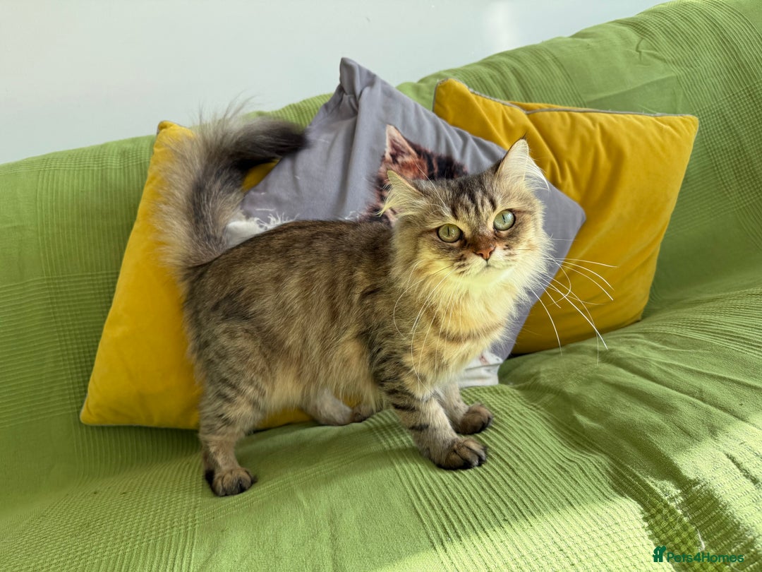 British Longhair cats for sale: British Longhair Cat - Image 4