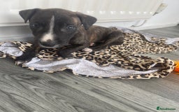 Mixed Breed dogs for sale: Hunter  - Advert 1