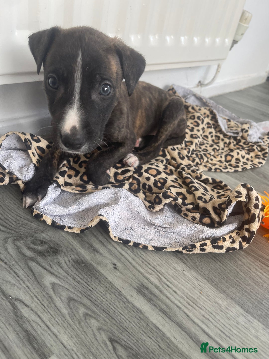 Mixed Breed dogs for sale: Hunter  - Advert 1