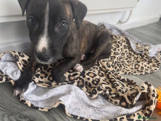 Mixed Breed dogs Hunter - Advert 7