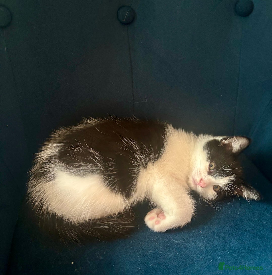 Mixed Breed cats for sale: White and tabby/white and black kittens - Image 13