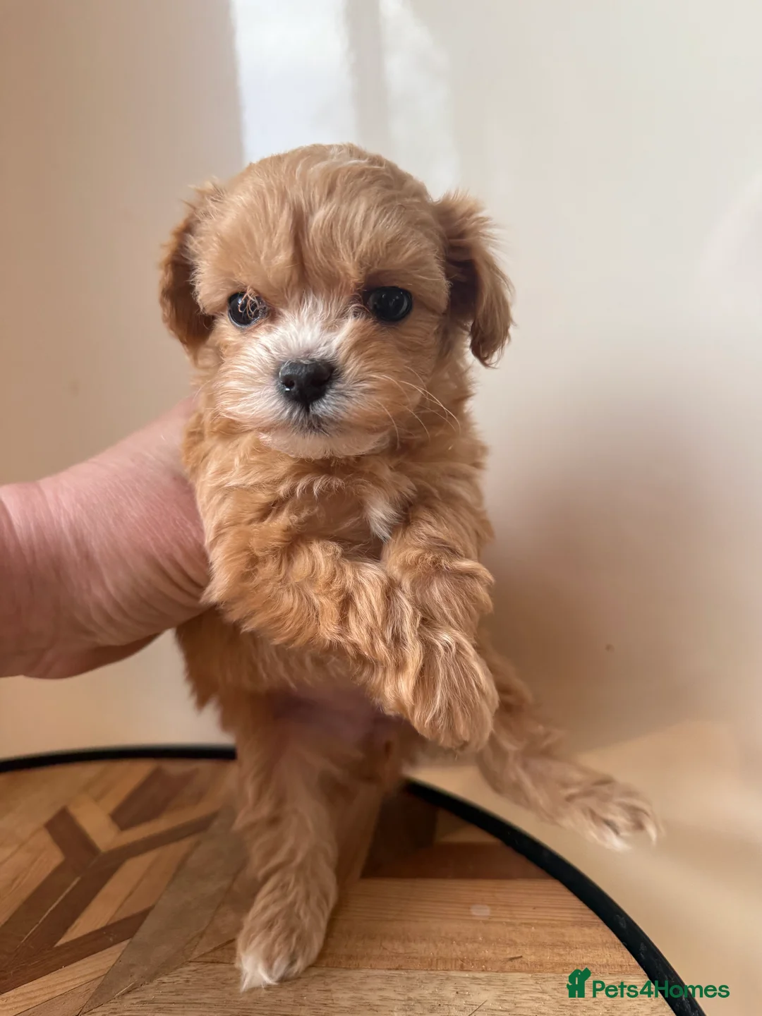 Maltipoo dogs for sale: 🧸 Incredible Teddy Bear F1 Asian Maltipoo 🧸 - Advert 11