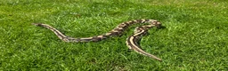 Python Snake reptiles for sale: Potential breeding pair - Advert 2