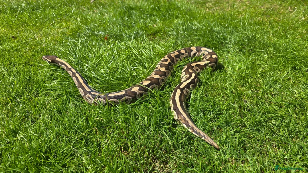 Python Snake reptiles for sale: Potential breeding pair - Advert 2