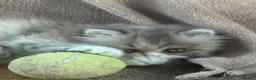 Exotic cats for sale: Exotic kittens two female  - Advert 25