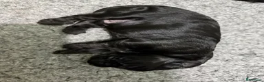All black boy 