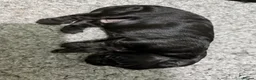 Sprocker dogs for sale: Beautiful Sprocker puppies  - Advert 25